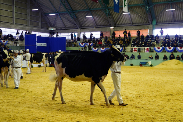 全日本ホルスタイン共進会 北海道大会