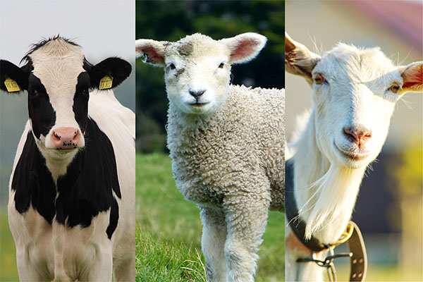 牛・羊・山羊のミルクって何が違うの？