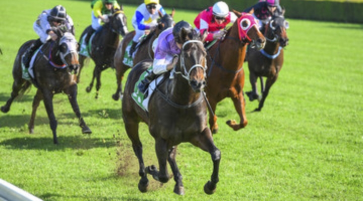 競走馬・乗用馬などの輸送