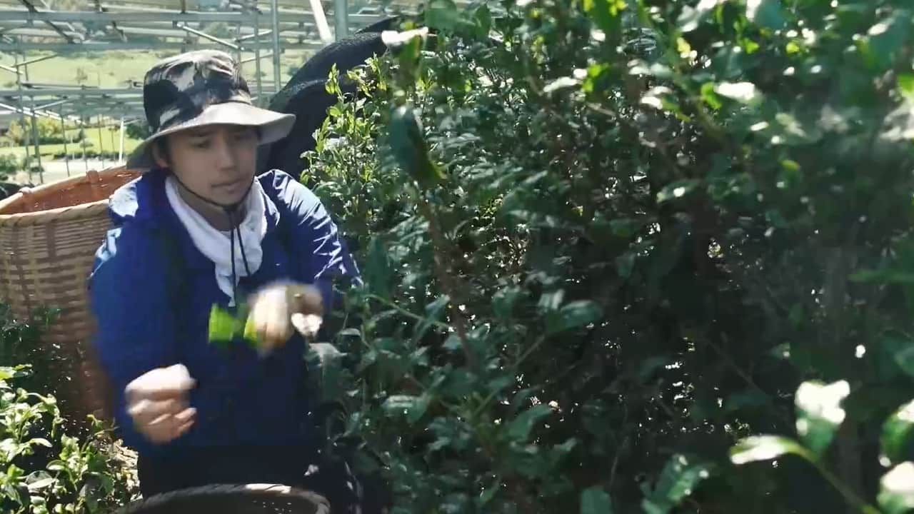 日本茶 | 株式会社野澤組